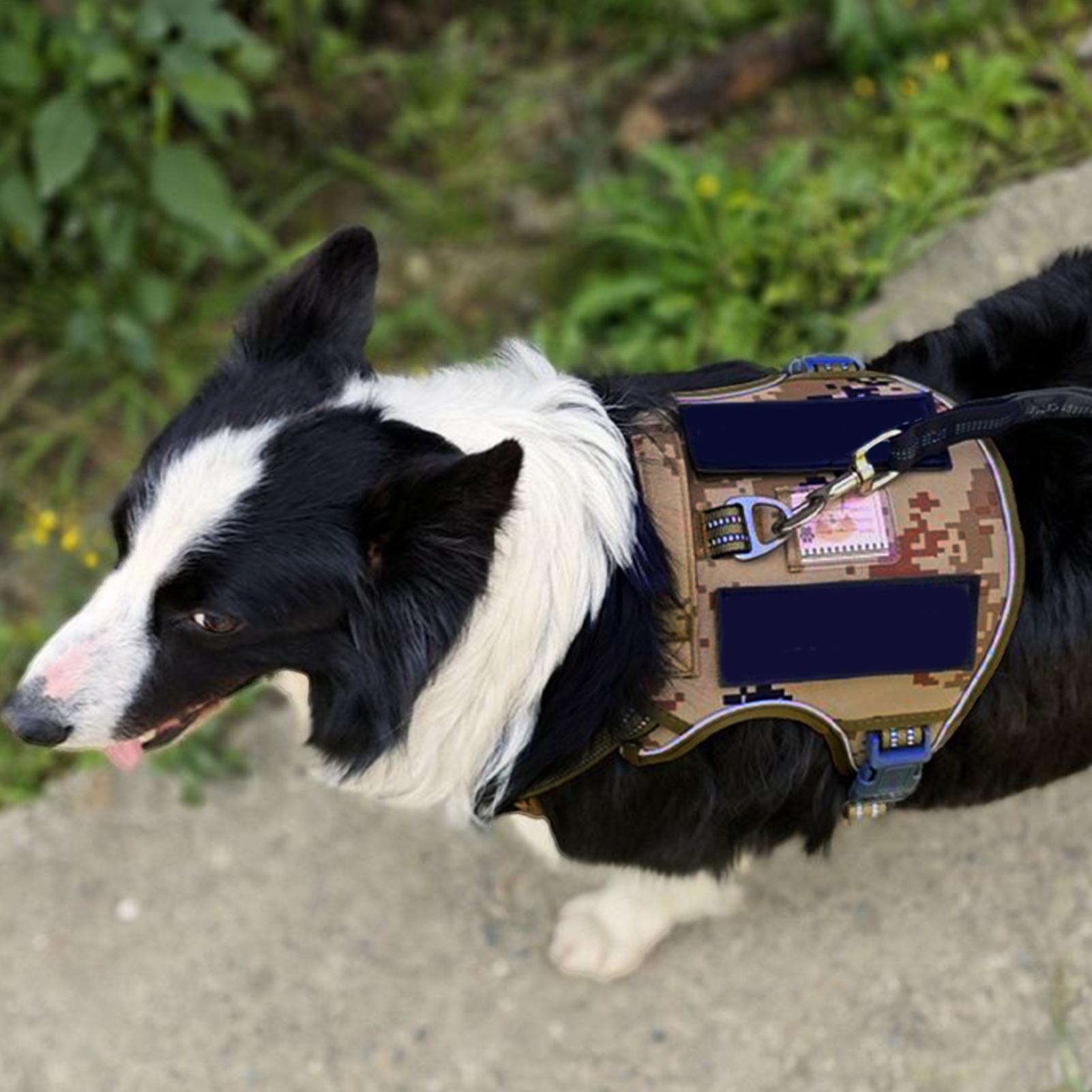 Dog Harness Metal Buckle Dog T - Outdoor Hunting Dog Collar recension och pris