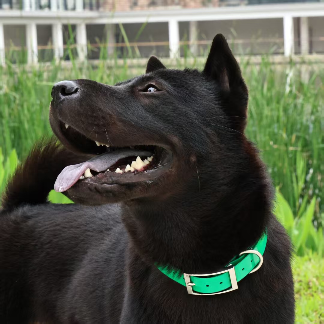 2.5cm Wide Heavy Duty TPU Dog  - Outdoor Hunting Dog Collar recension och pris